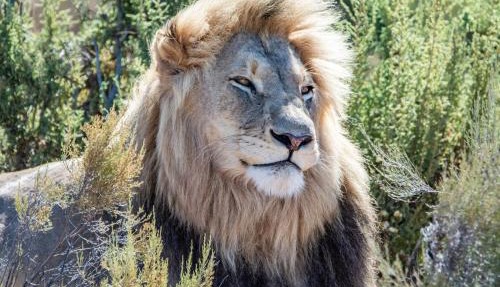 Mont Eco Game Reserve in Montagu